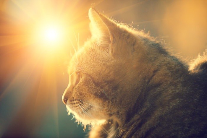 夕日を浴びる猫