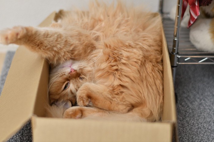 箱で寝る猫