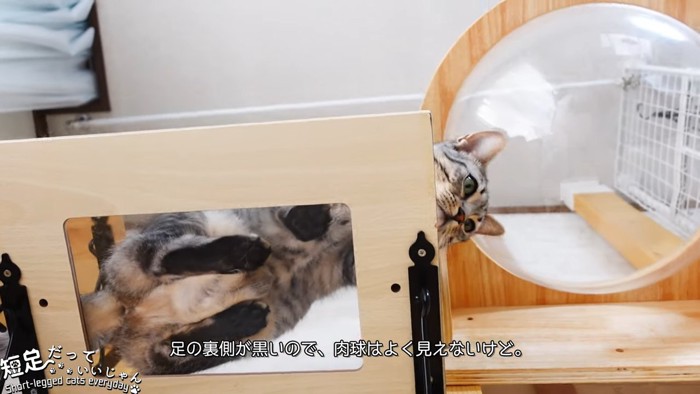 透明な板の上に立つ猫