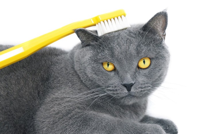 頭に歯ブラシを当てられる猫