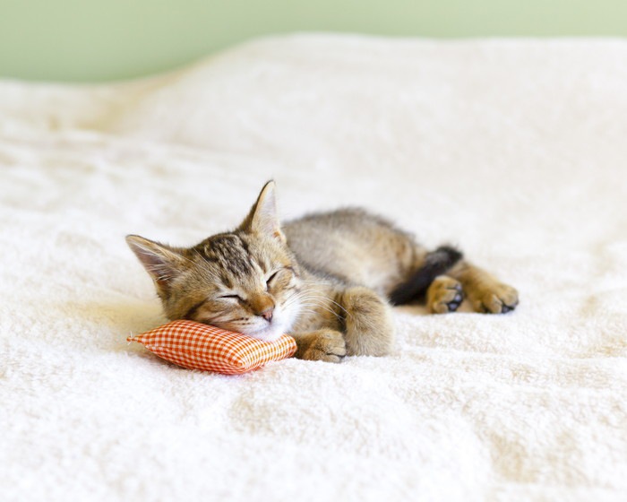 枕を使って眠る子猫の写真