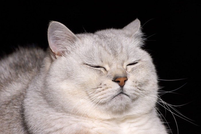 目をつぶる白いデブ猫