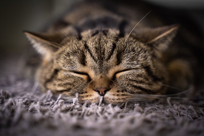 カーペットの上で寝ている猫の顔アップ