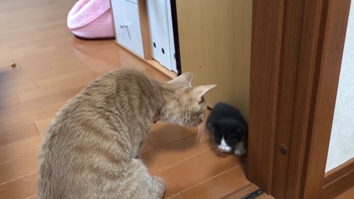 子猫に顔を近づける茶トラ猫