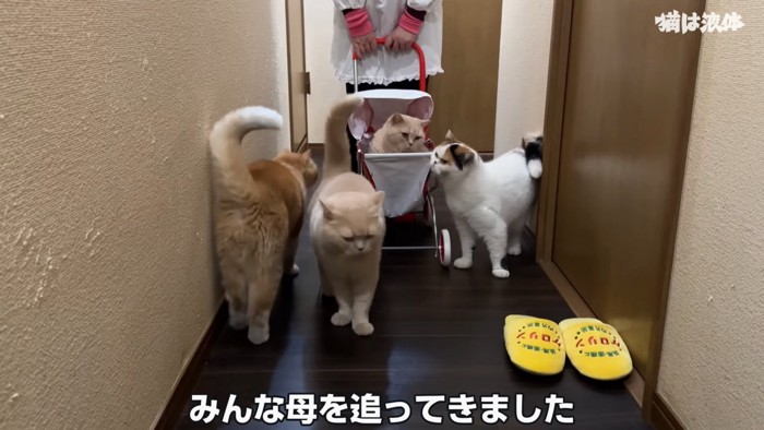 廊下にいる猫たち