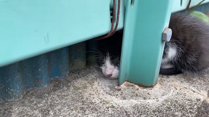フェンスの下にいる子猫