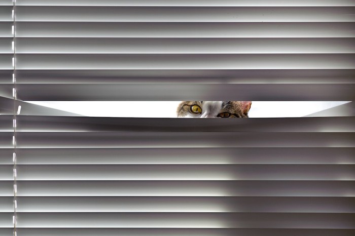 ブラインドの隙間から見つめる猫