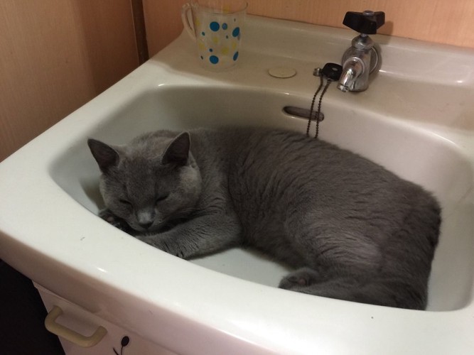 洗面台で眠るグレーの猫