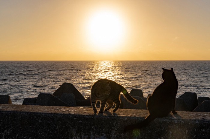 夕焼けの海と猫