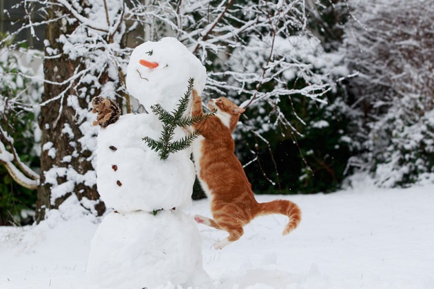 雪だるまに飛びかかる猫