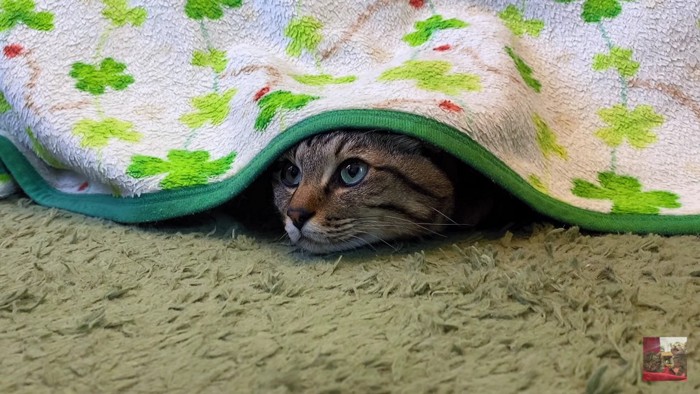 毛布から覗くキジトラ