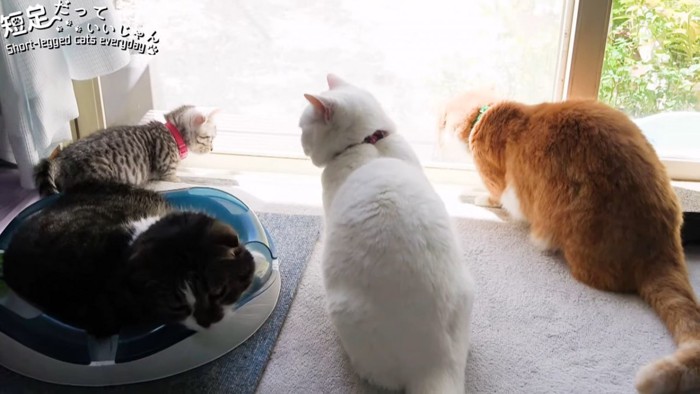 窓ぎわにいる子猫と3匹の成猫