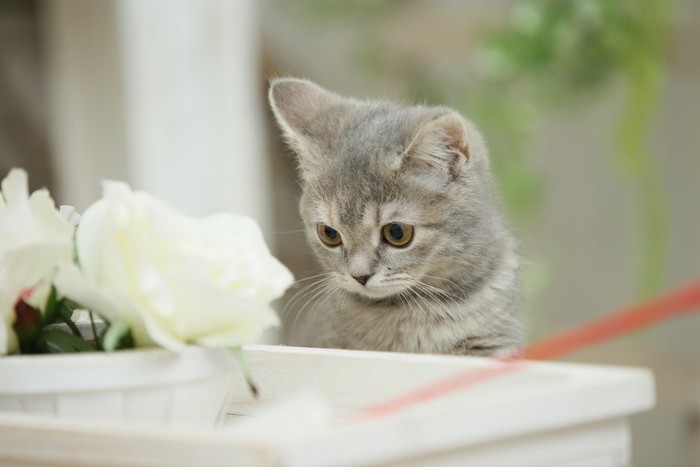 花を見る子猫