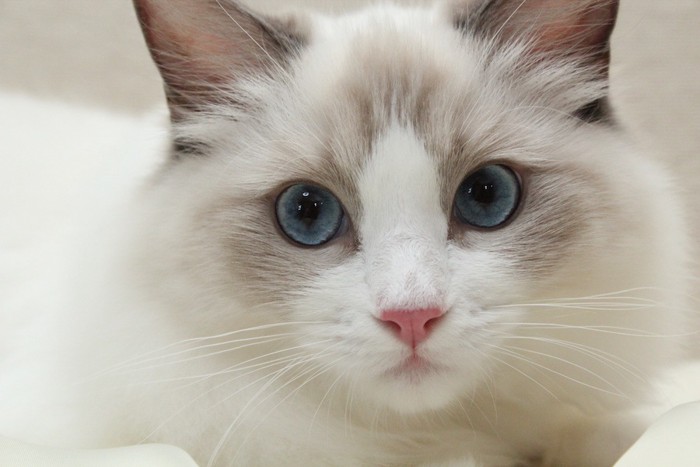 きれいなブルーの瞳の白い猫