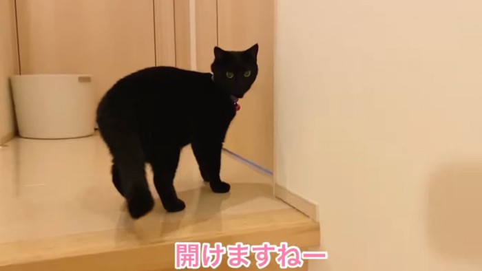 ドアの前に立つ黒猫