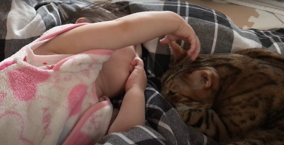 猫の耳を触る乳児2