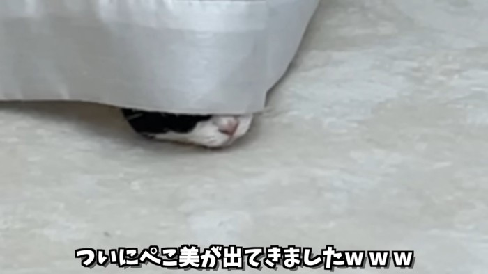 カーテンの下から見える猫の顔