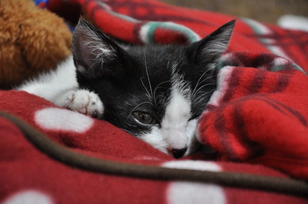 赤い布団で寝る猫