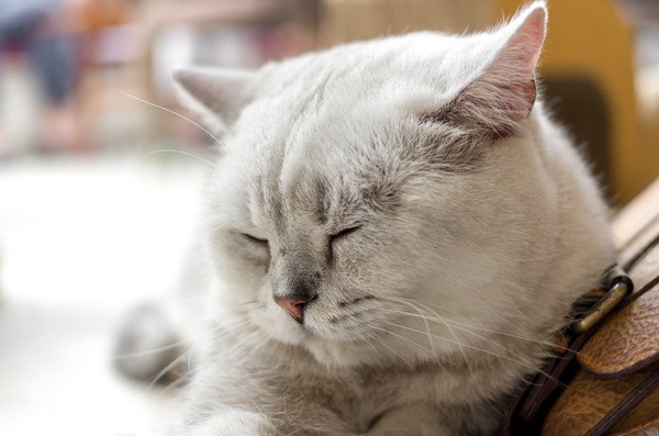 眼を閉じてじっとする白猫