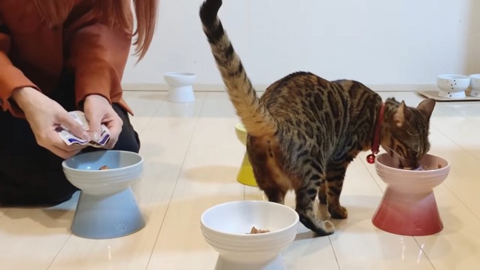 ごはんを食べる赤い首輪の猫
