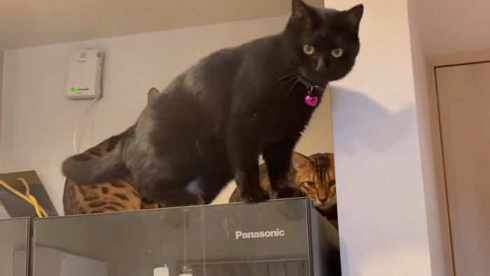 冷蔵庫の上の黒猫