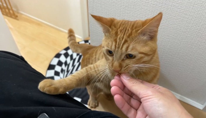 人の足に手をかけておやつを食べる猫