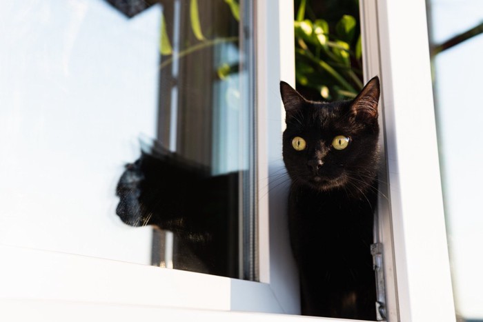 窓の隙間から外に出ようとする猫