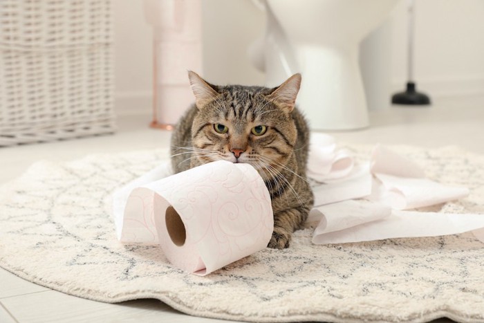 トイレットペーパーで遊ぶ猫