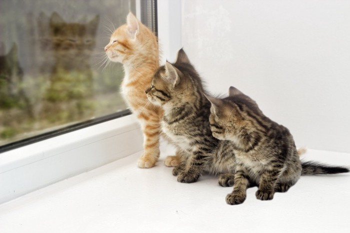 窓の外を見る三匹の子猫