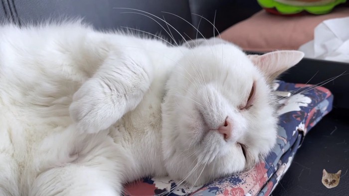白系猫の寝顔アップ