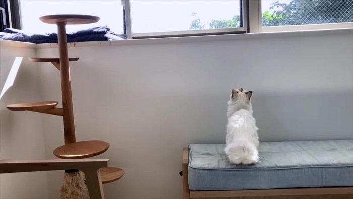 窓を見上げる長毛猫