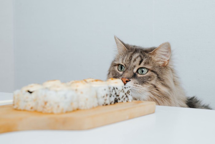 食べ物を狙う猫