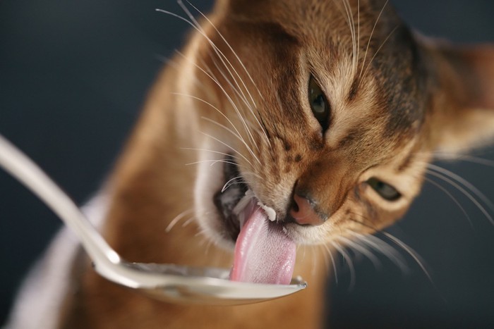 スプーンを舐める猫