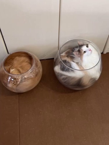 金魚鉢に収まる2匹の猫