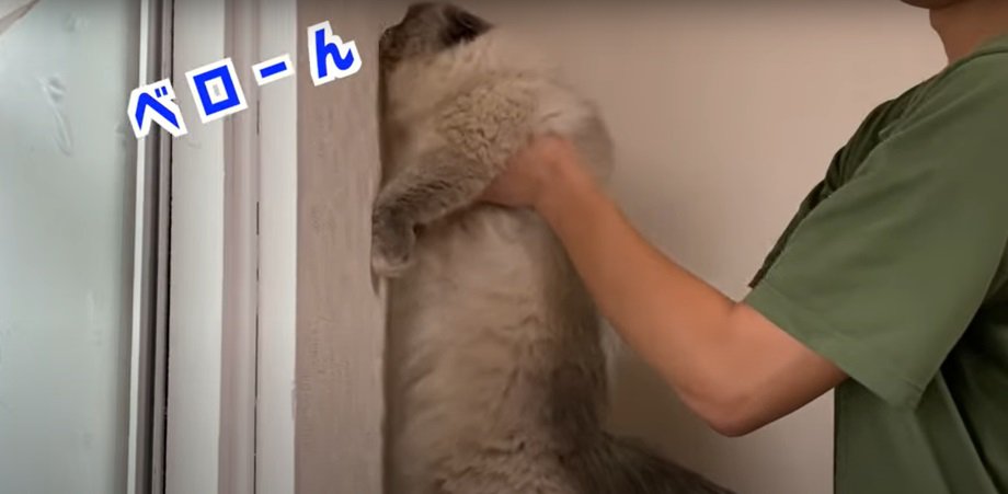壁にもたれる猫