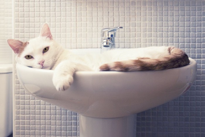 洗面台の中に入ってくつろぐ猫