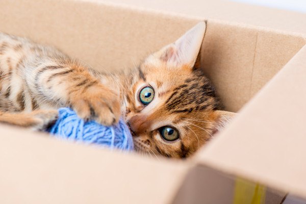 箱の中で待機する子猫
