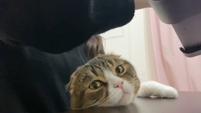 机の上に顔を乗せる猫