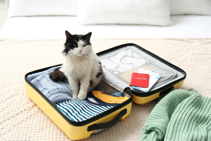 スーツケースに座る猫
