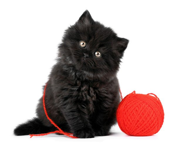 ふわふわの黒い子猫