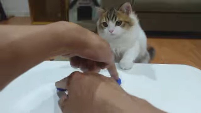 キャップを動かす男性の手とそれを見る子猫