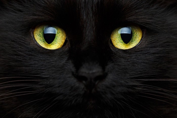 黒猫の顔のアップ