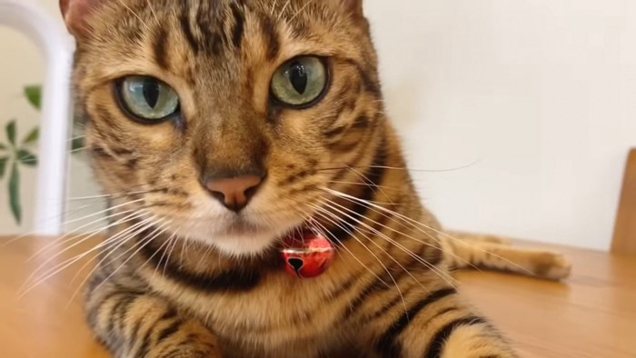 赤い首輪の猫の顔