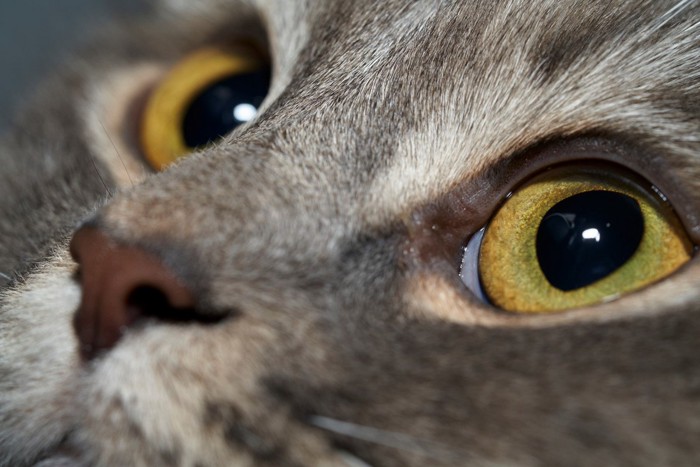 見上げる猫の瞳