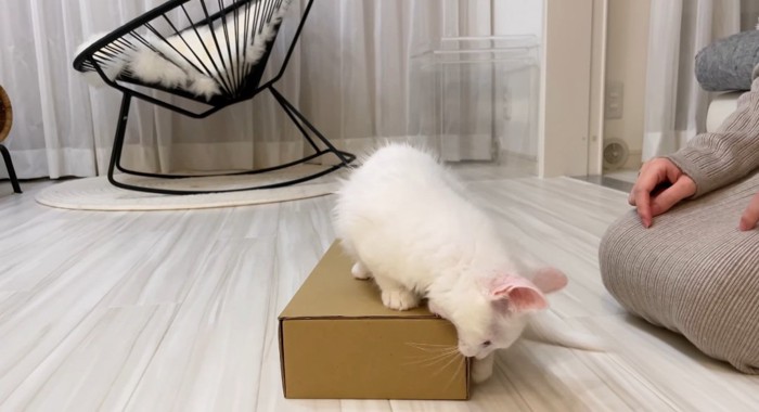 箱の上の猫