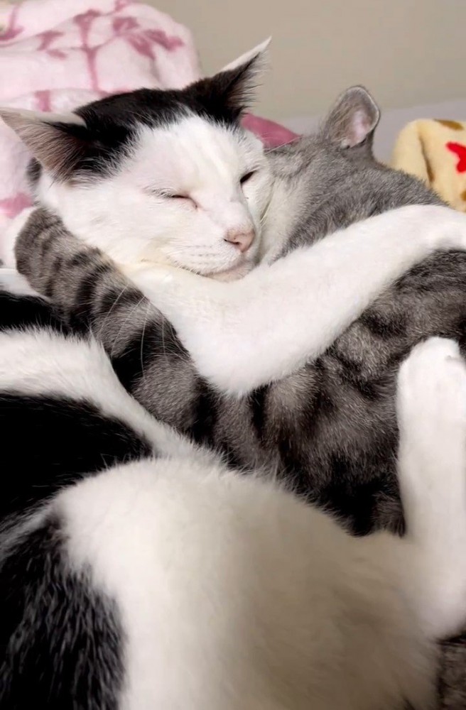 抱きしめ合う2匹の猫