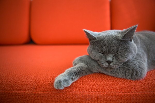 赤いソファで寝る猫