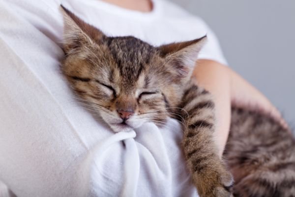 抱っこされながら眠る子猫