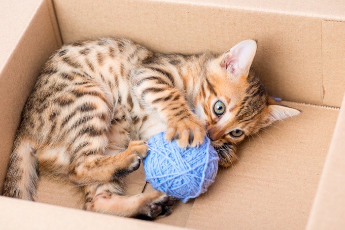箱の中で毛糸玉を抱えるベンガル猫の子猫