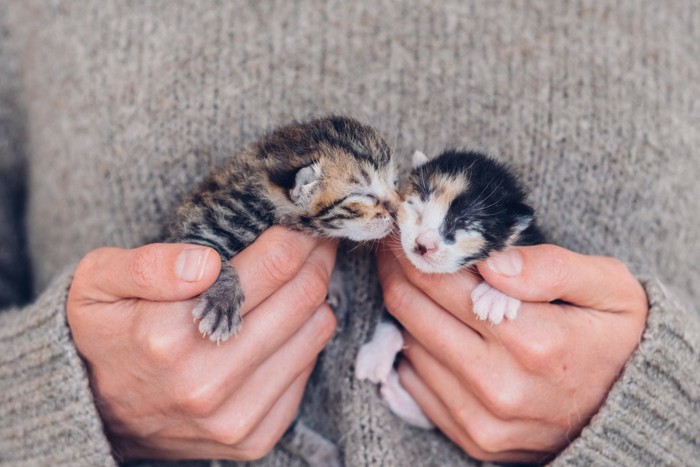 手のひらに抱かれる二匹の子猫
